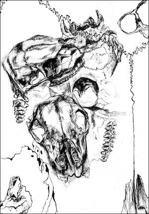 ink and charcoal drawing of deer skull